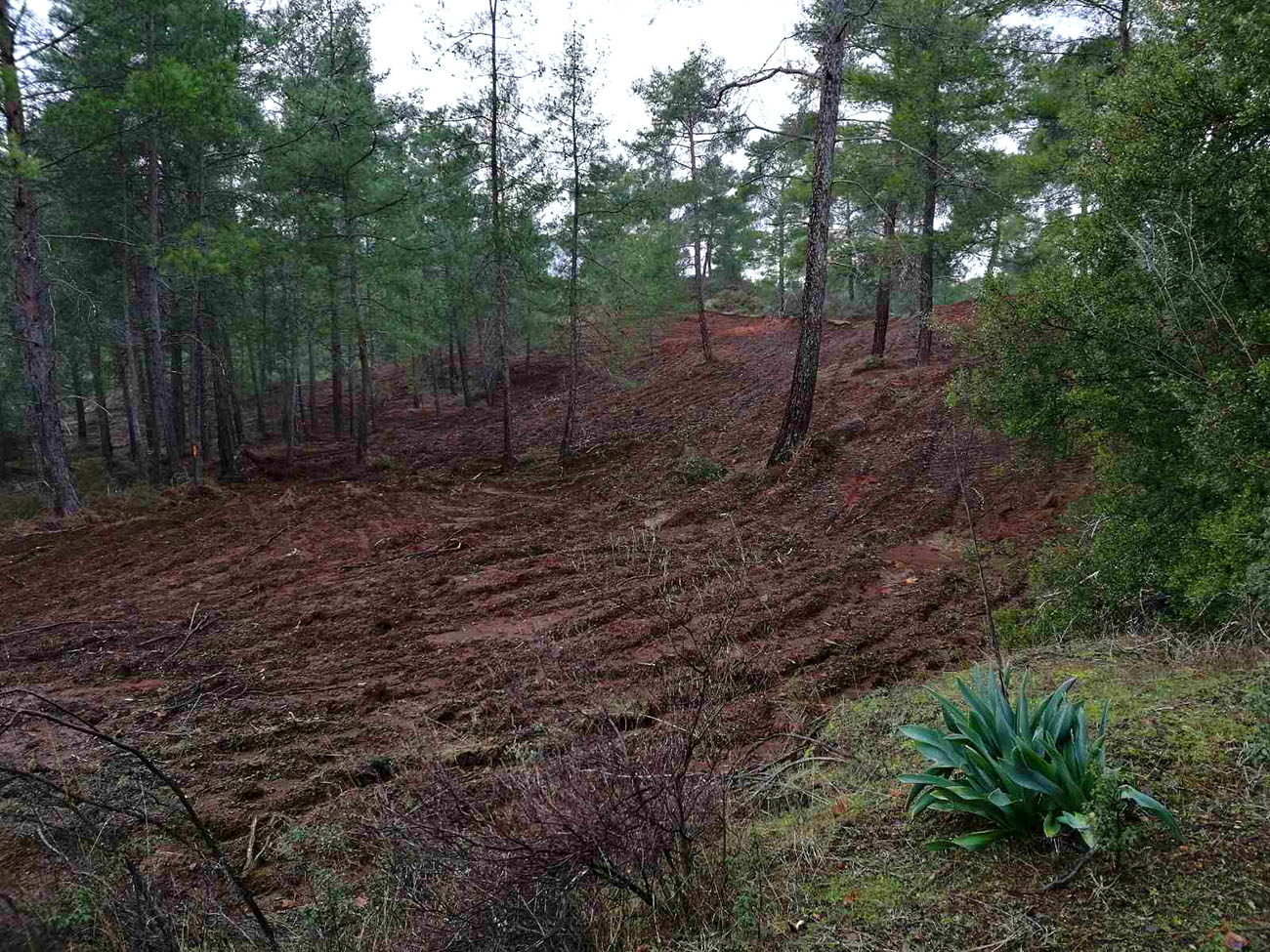Agios Nikolaos Daso Pafou TmimaDaswn Cyprus