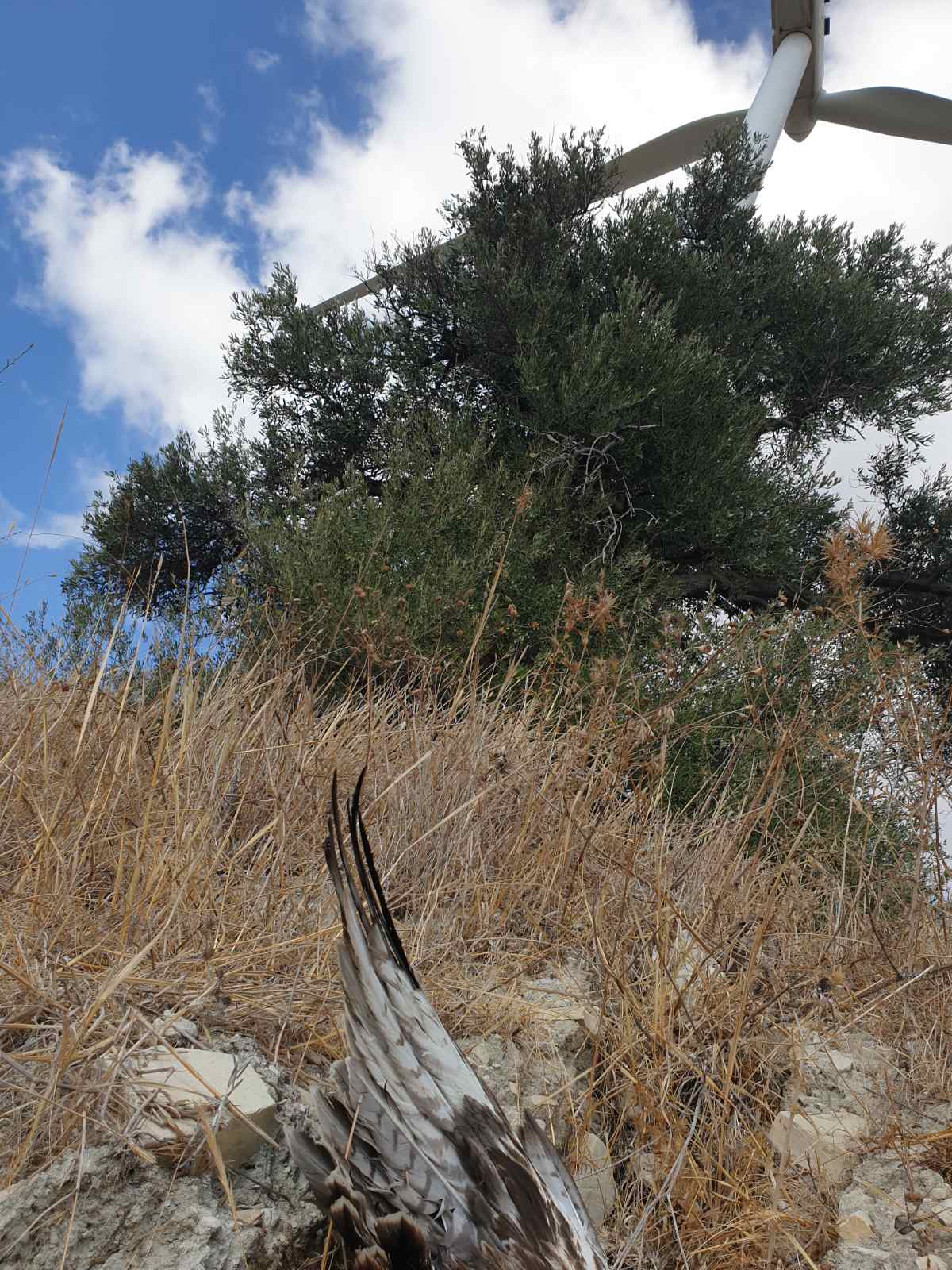 Bonellis Eagle collision WindPark Cyprus 2