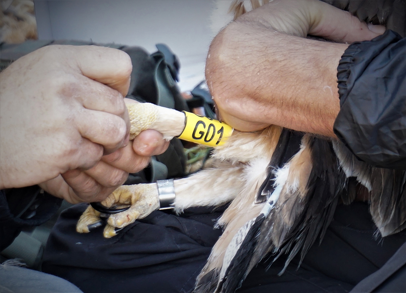 LIFEBonelli Ringing Nikos Tsiopelas ORNITHOLOGIKI Mani2020