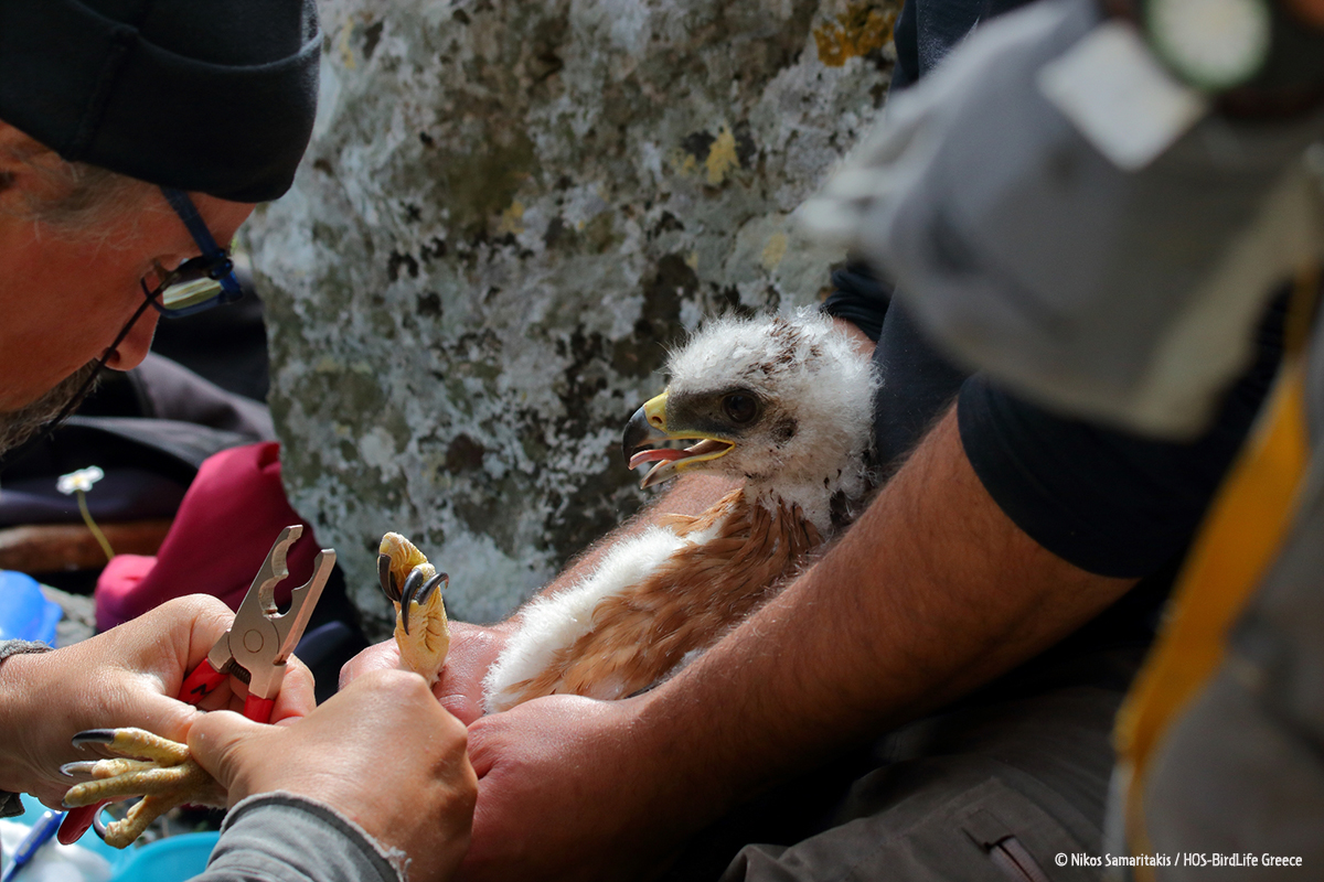 Malathyros 180421 NikosSamaritakis 5