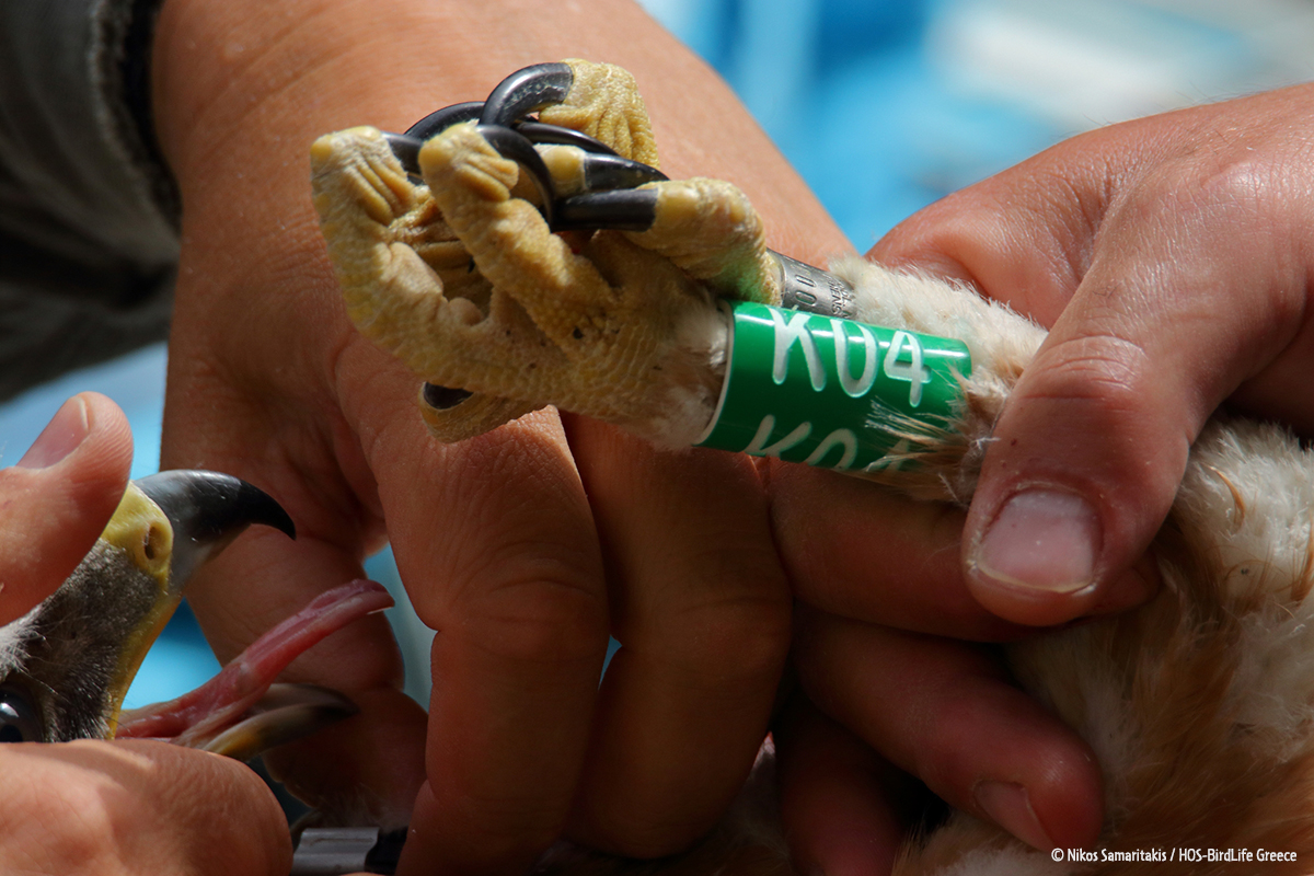 Malathyros 180421 NikosSamaritakis 7