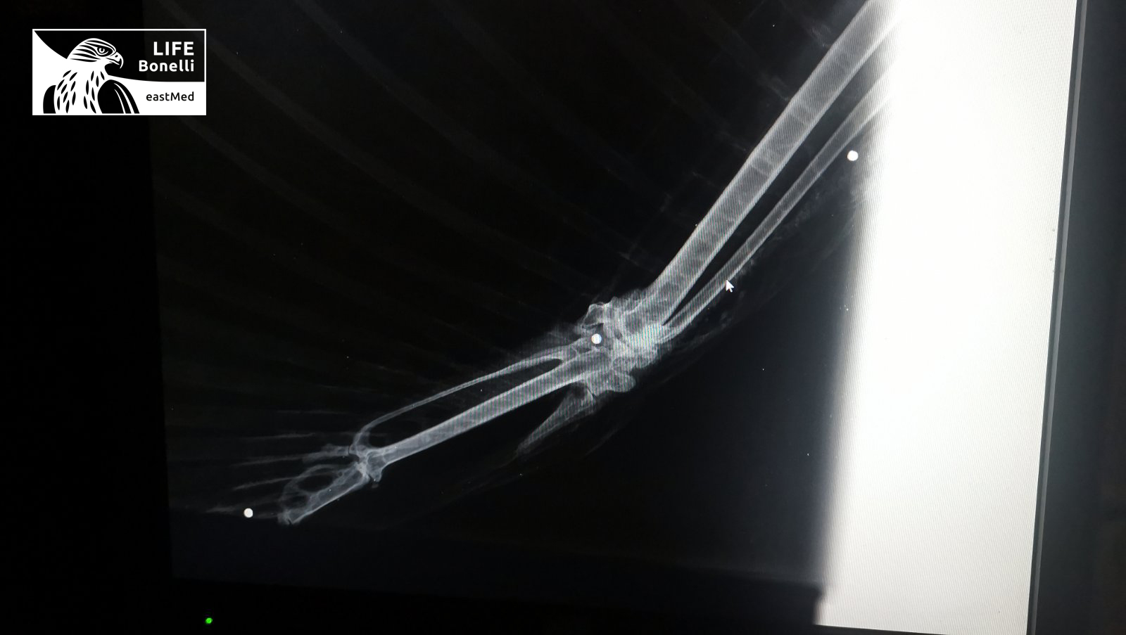 Spizaetos Drakos Xray Lathrothiria