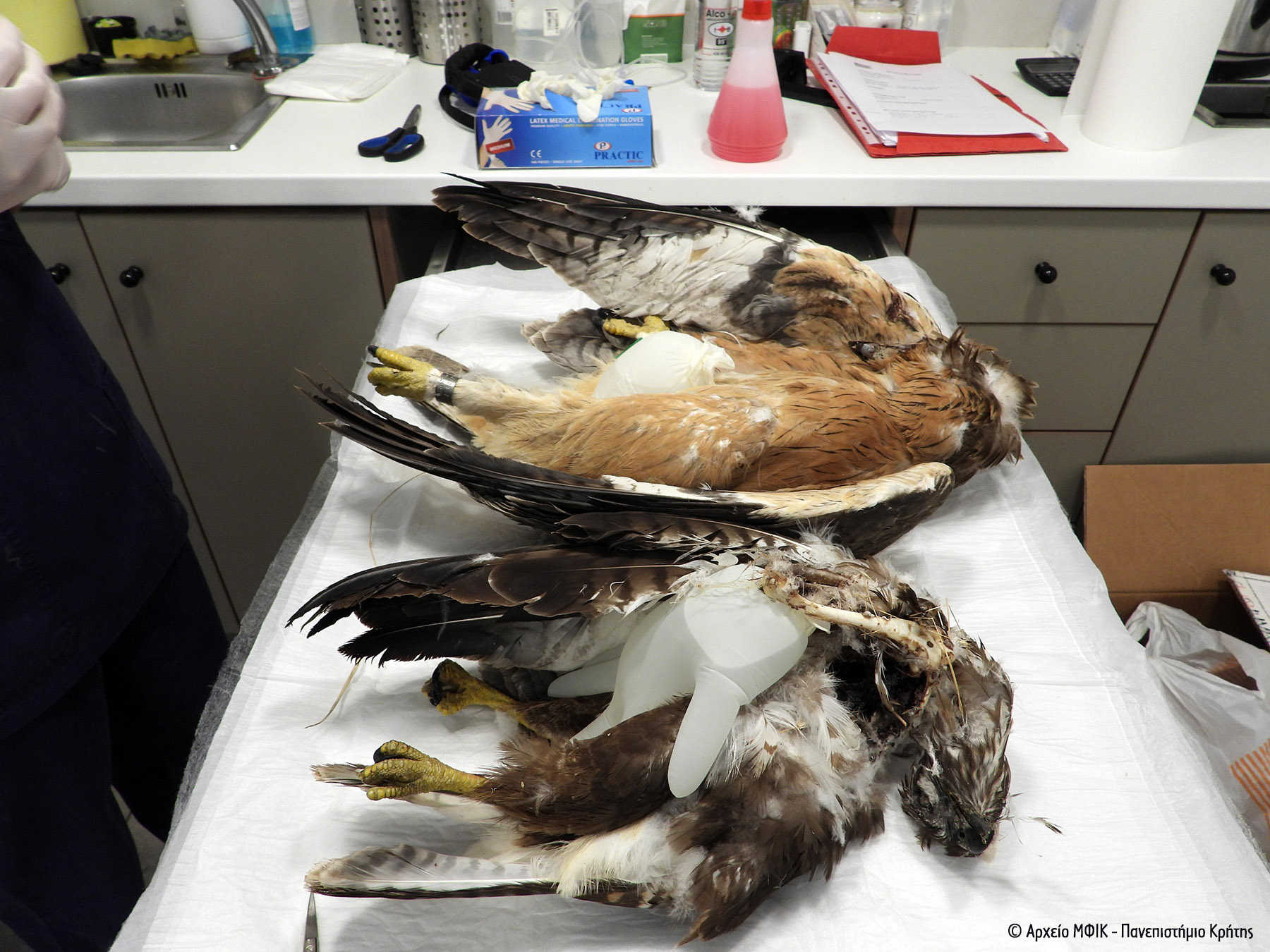 Spizaetos Purovolhmenos Crete 092021 ArxeioNHMC 2 L