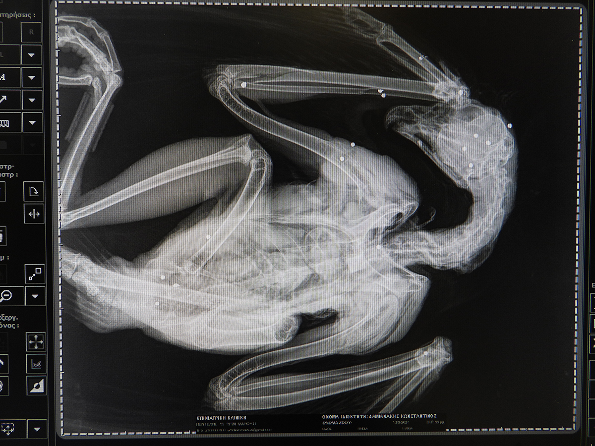 Spizaetos Purovolhmenos Crete 092021 ArxeioNHMC 3