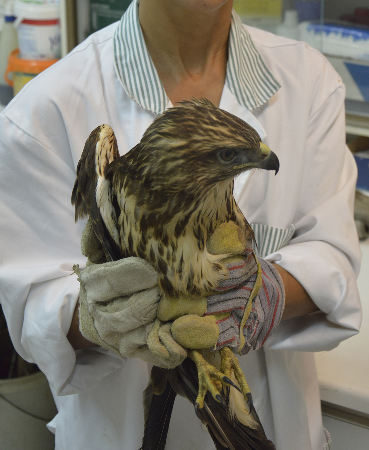 apo harkoutsi 5a low