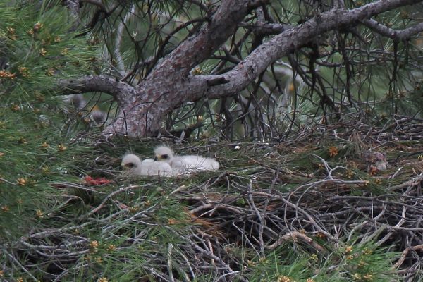aquila_fasciata_nest_cyprus_harisnicolaou_departmentofforests-1BBA412F1-6287-551A-03DE-07F9E12B3AB9.jpg