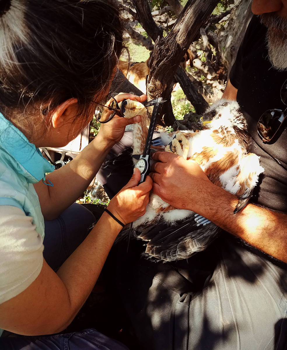 Tagging Crete Kyklamino Αρχείο ΜΦΙΚ Αναστασία Περοδασκαλάκη 2 fb