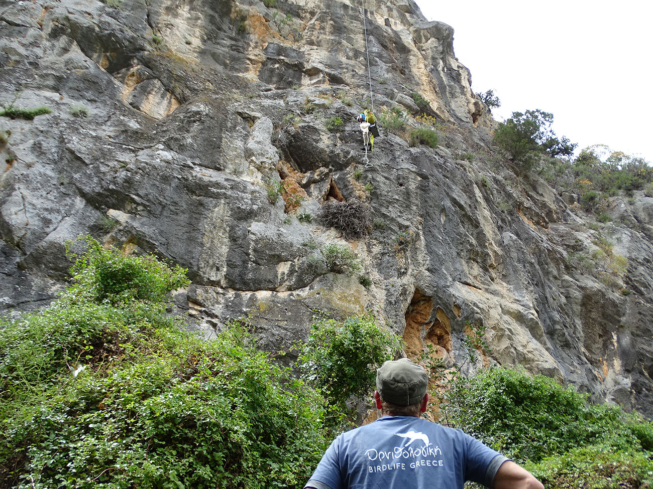 reaching the nestHOS NikosTsiopelas