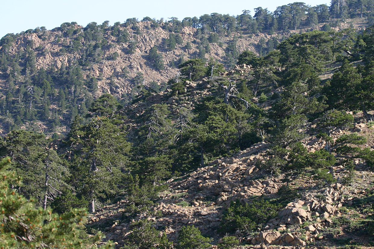 21 Troodos Cyprus YpiresiaThiras