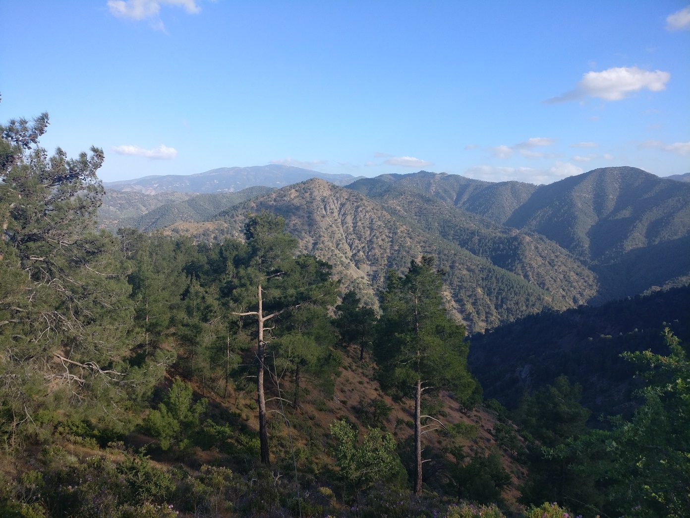 22 Dasos Pafou Cyprus YpiresiaThiras