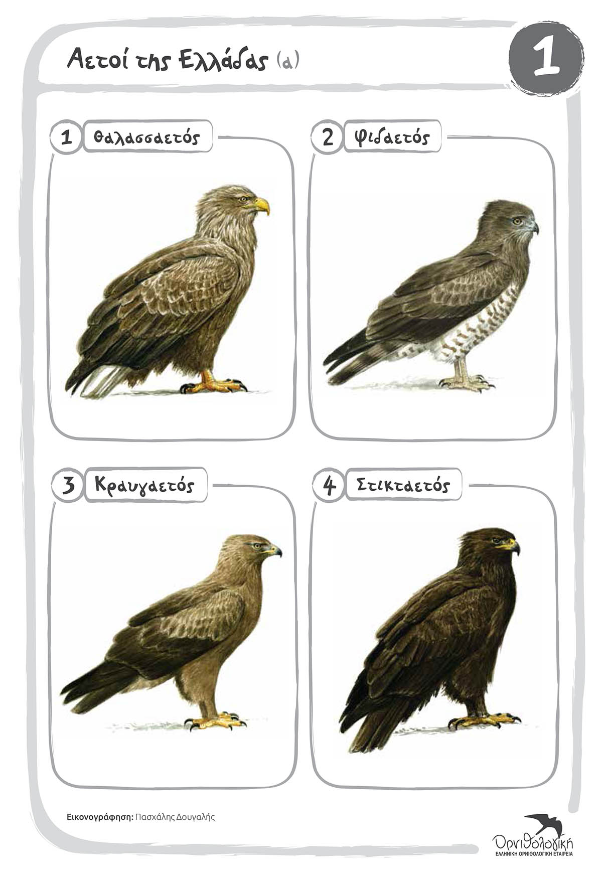 1 Aetoi tis Elladas Colour 1