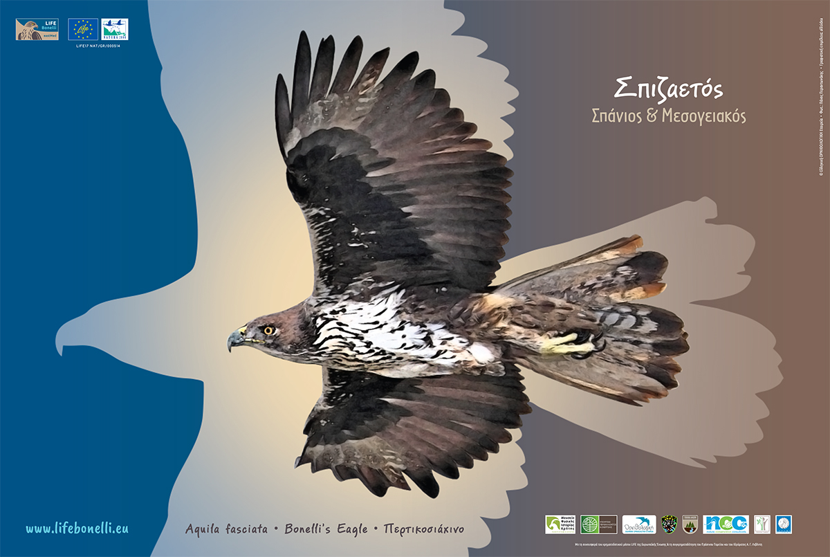 Bonelli Poster 1 B WEB