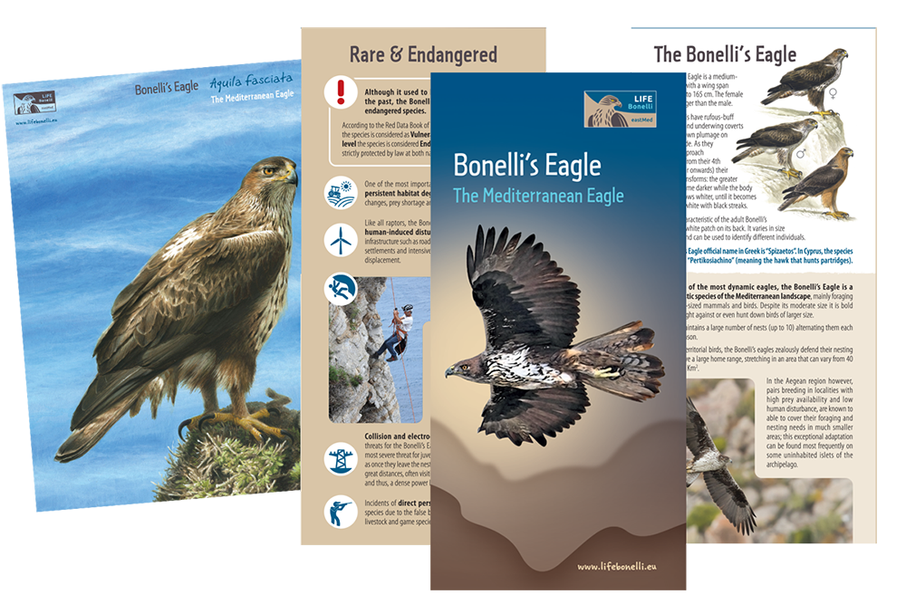 Leafler LIFE Bonelli ENG