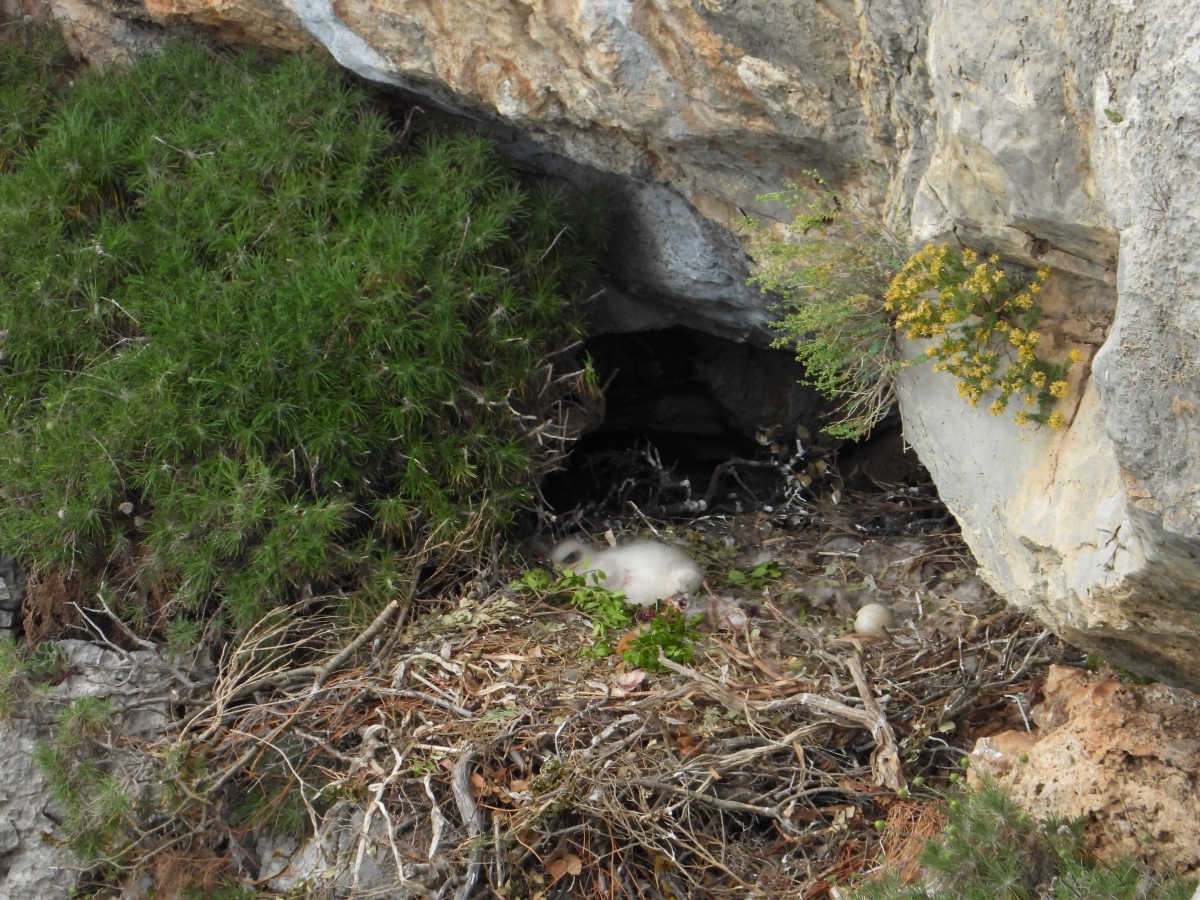 11 Neo BreedingPerformance 2023 LIFEBonelli