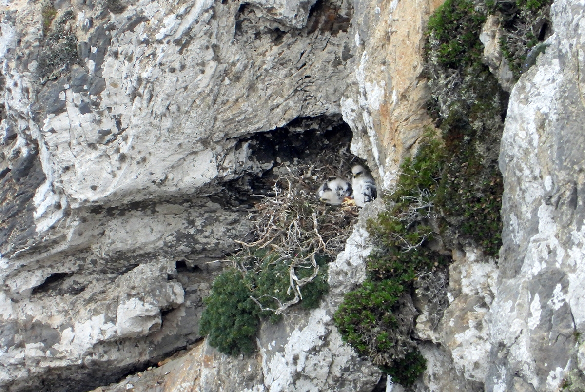 12 Neo BreedingPerformance 2023 LIFEBonelli