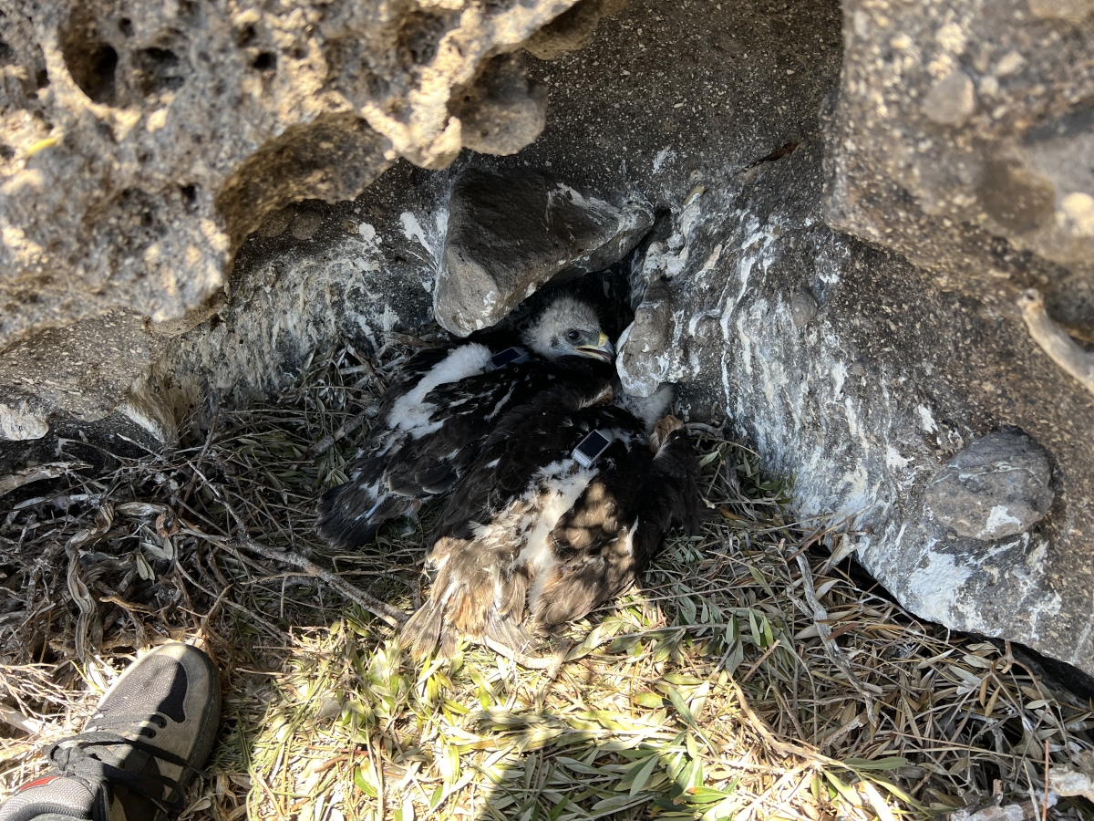 13 Neo BreedingPerformance 2023 LIFEBonelli