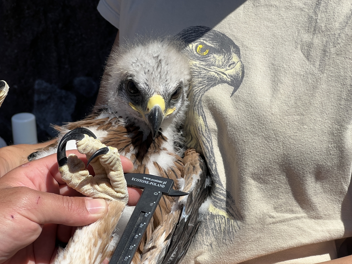 14 Neo BreedingPerformance 2023 LIFEBonelli