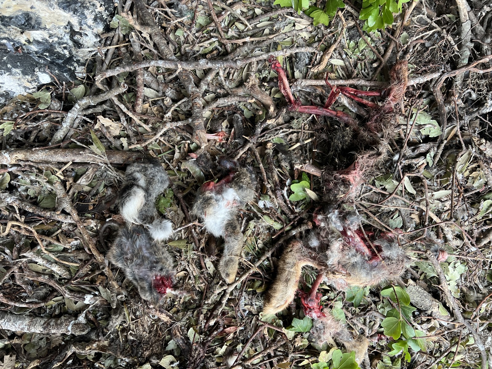 15 Neo BreedingPerformance 2023 LIFEBonelli