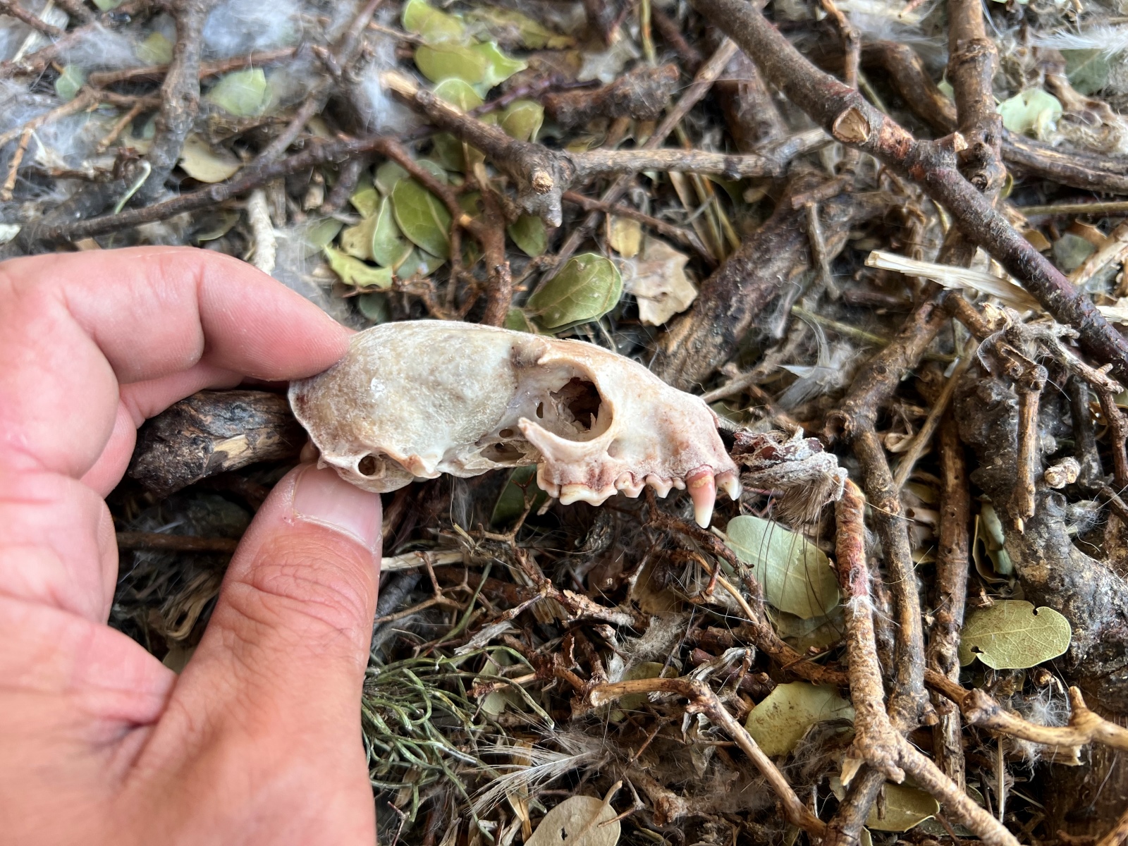 16 Neo BreedingPerformance 2023 LIFEBonelli