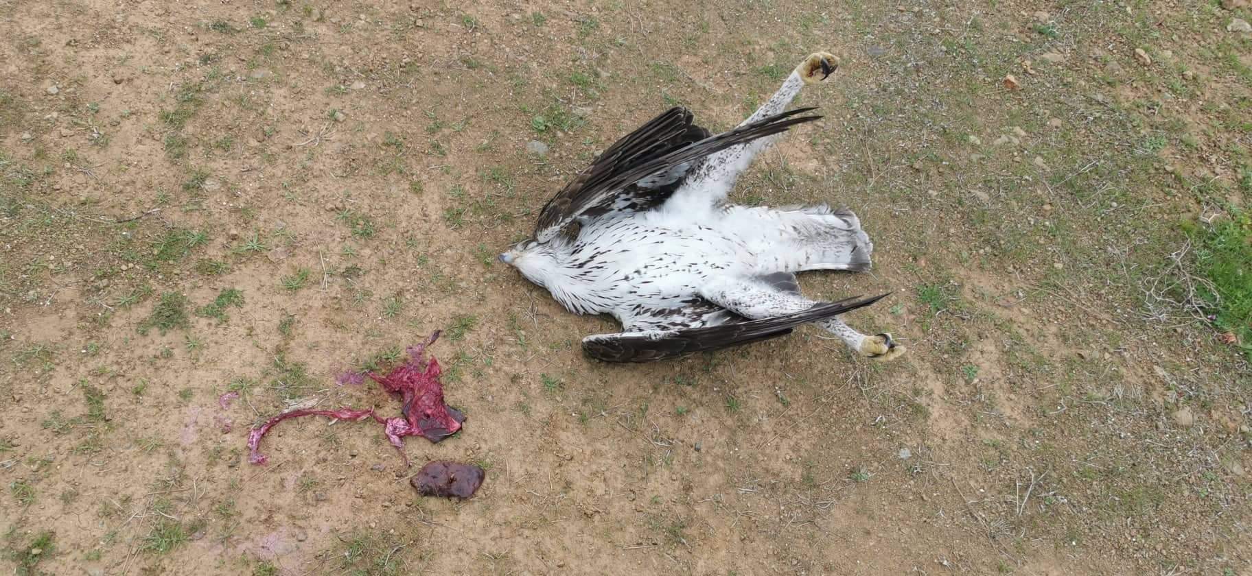 2022 02 Spizaetos Poisoning Cyprus YpiresiaThiras 3