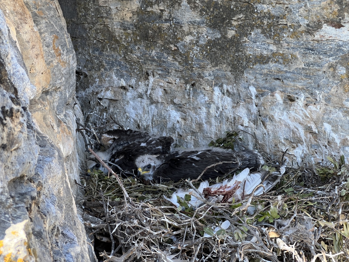 21 Neo BreedingPerformance 2023 LIFEBonelli