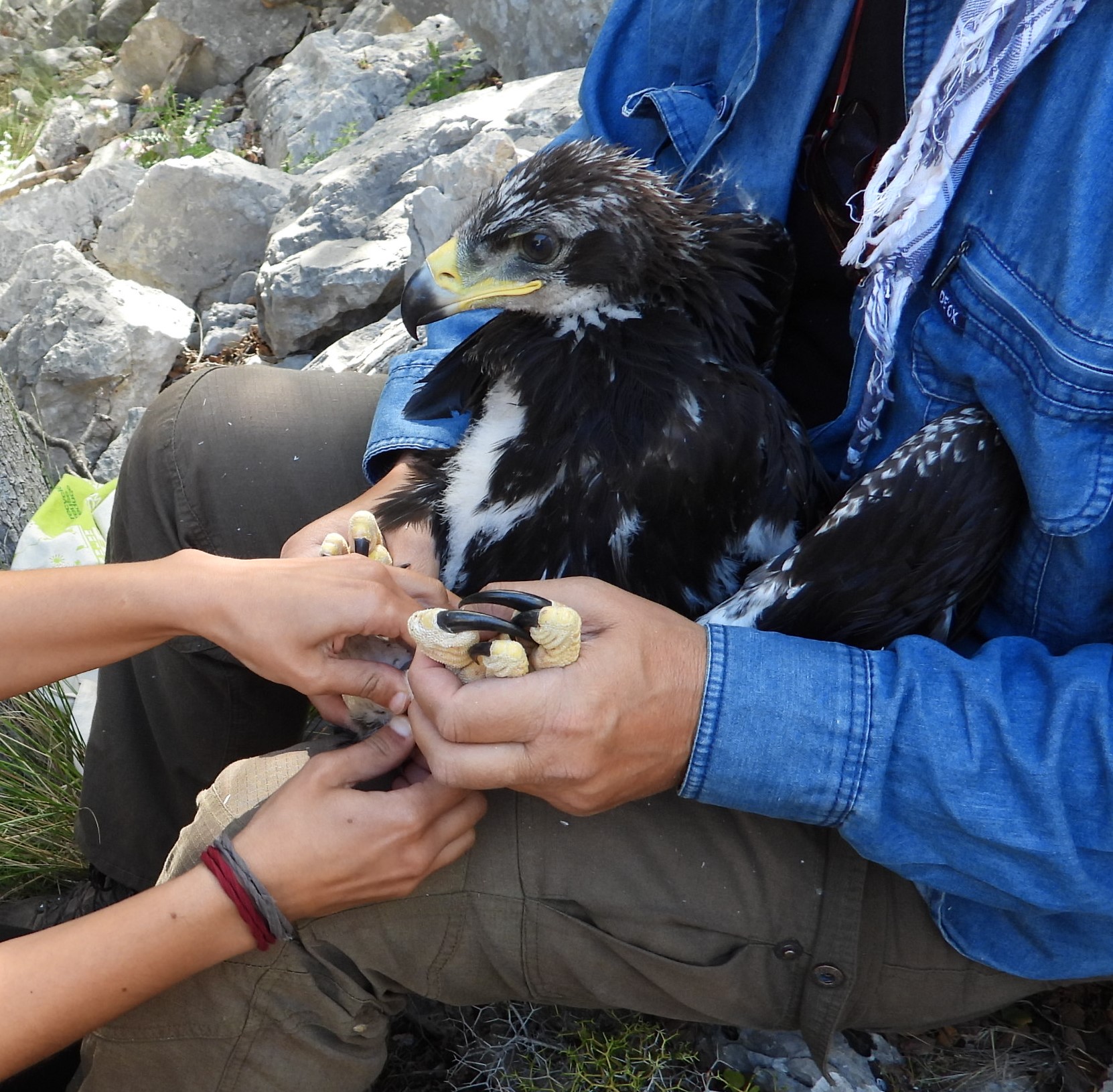 22 Neo BreedingPerformance 2023 LIFEBonelli