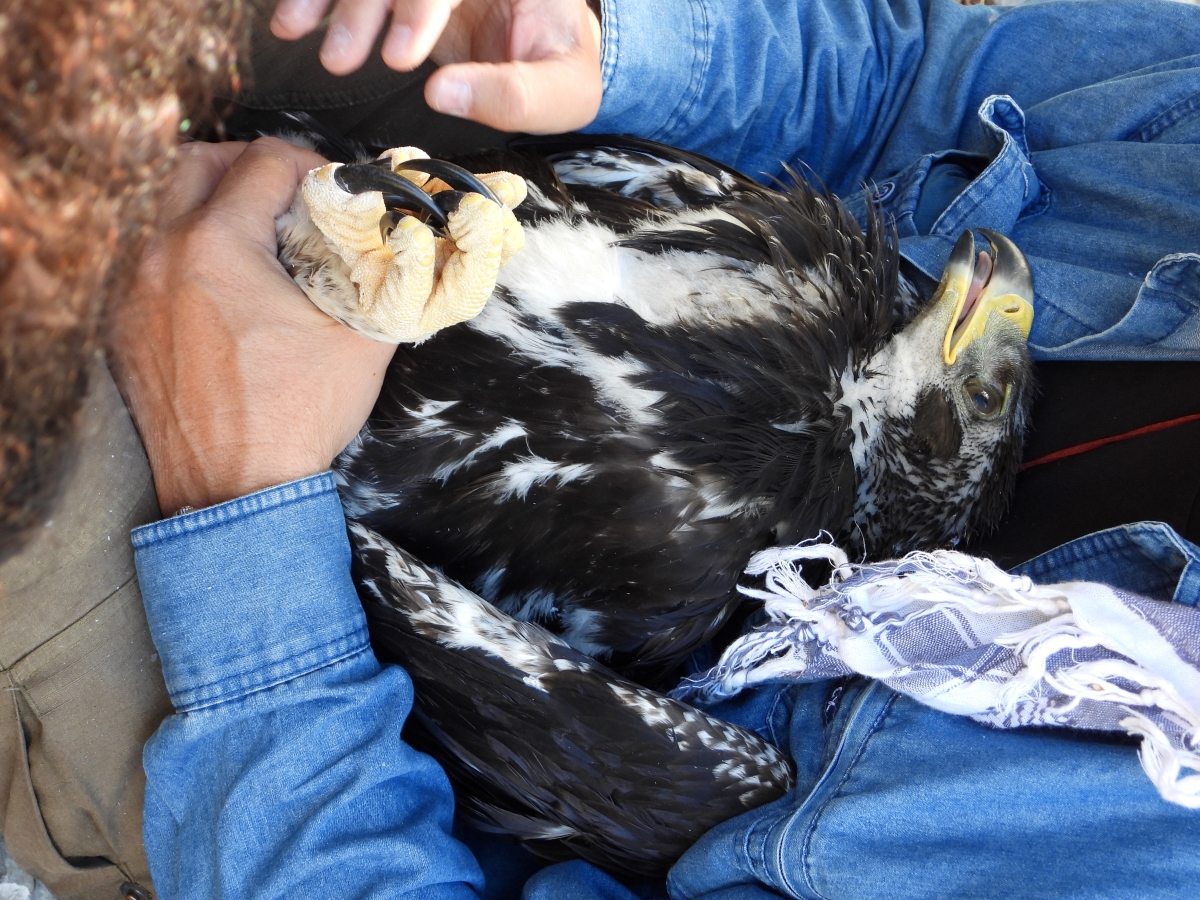 23 Neo BreedingPerformance 2023 LIFEBonelli