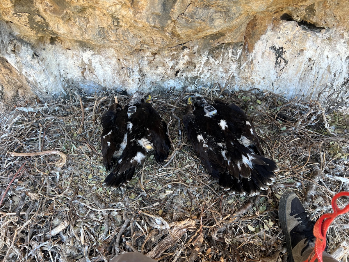 24 Neo BreedingPerformance 2023 LIFEBonelli