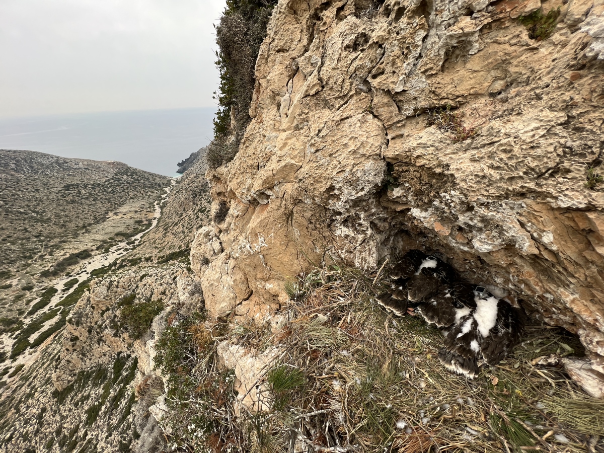 28 Neo BreedingPerformance 2023 LIFEBonelli