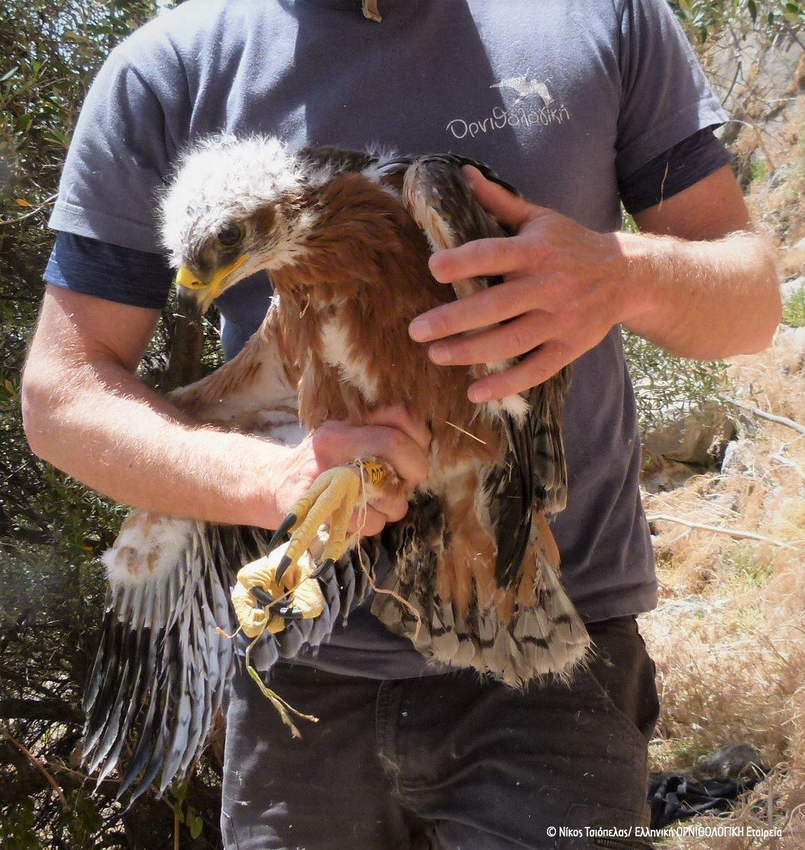 2 Spizaetos Tagging Sounio 062022 NTsiopelas 2 cr