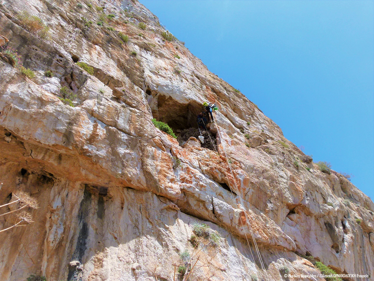 5 Spizaetos Tagging Sounio 062022 MVafeiadis cr