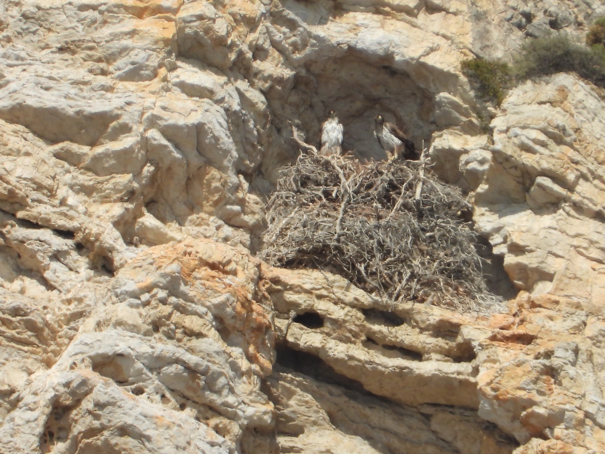 6 Neo BreedingPerformance 2023 LIFEBonelli