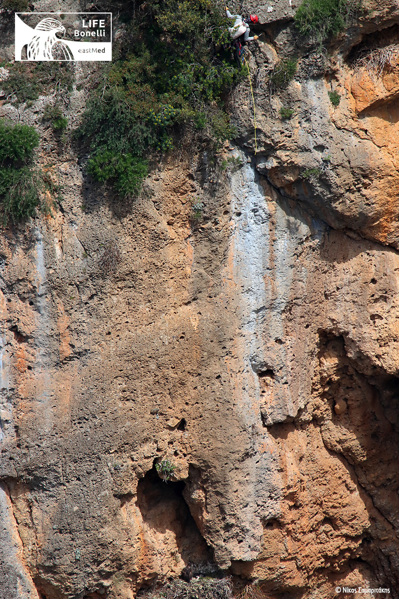 Aquila fasciata ringing Crete LIFEBonelliEastMed NikosSamaritakis 2
