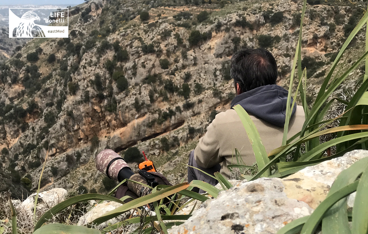 Aquila fasciata ringing Crete LIFEBonelliEastMed NikosSamaritakis 3