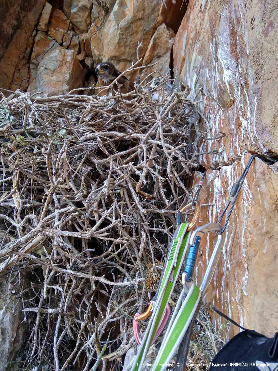 Climbing GiannisKostantakis Mani ORNITHOLOGIKI cr