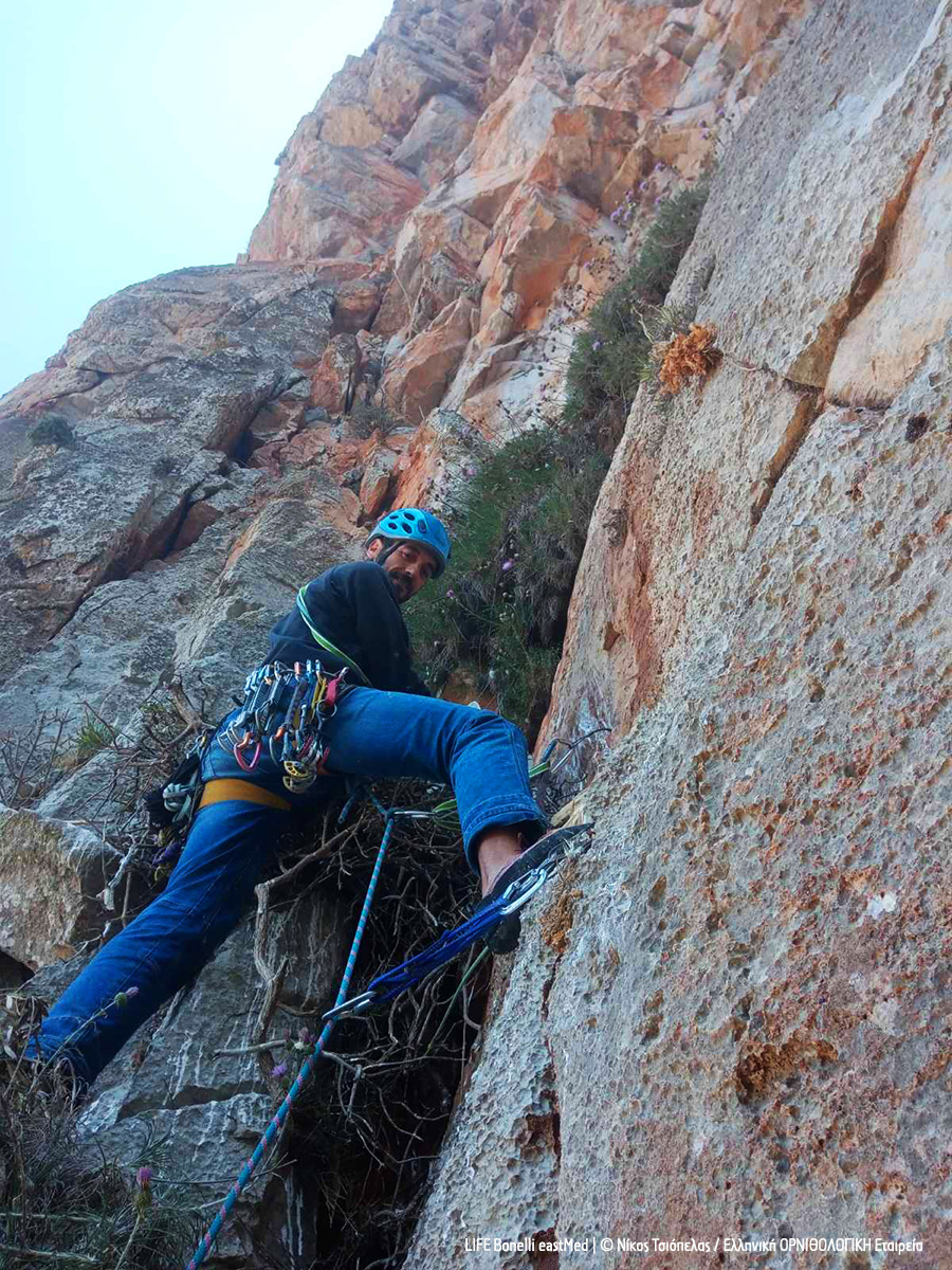 Climbing NikosTsiopelas ORNITHOLOGIKI Mani cr