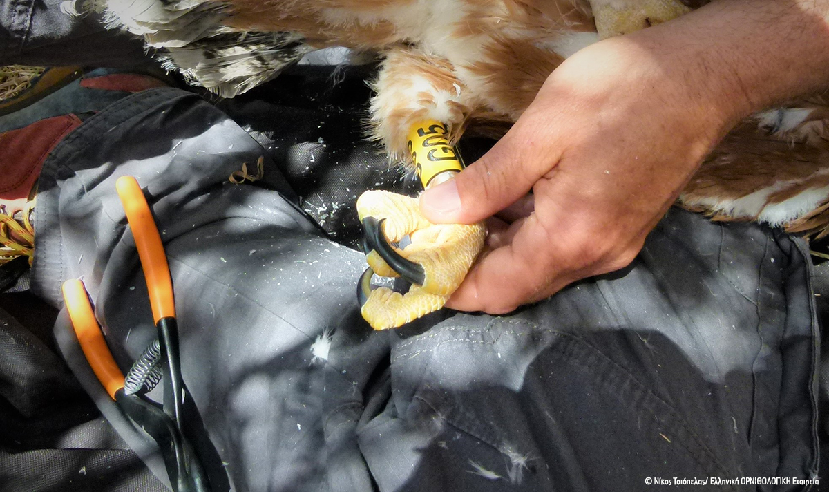 Spizaetos Tagging Sounio 062022 NTsiopelas 3 cr