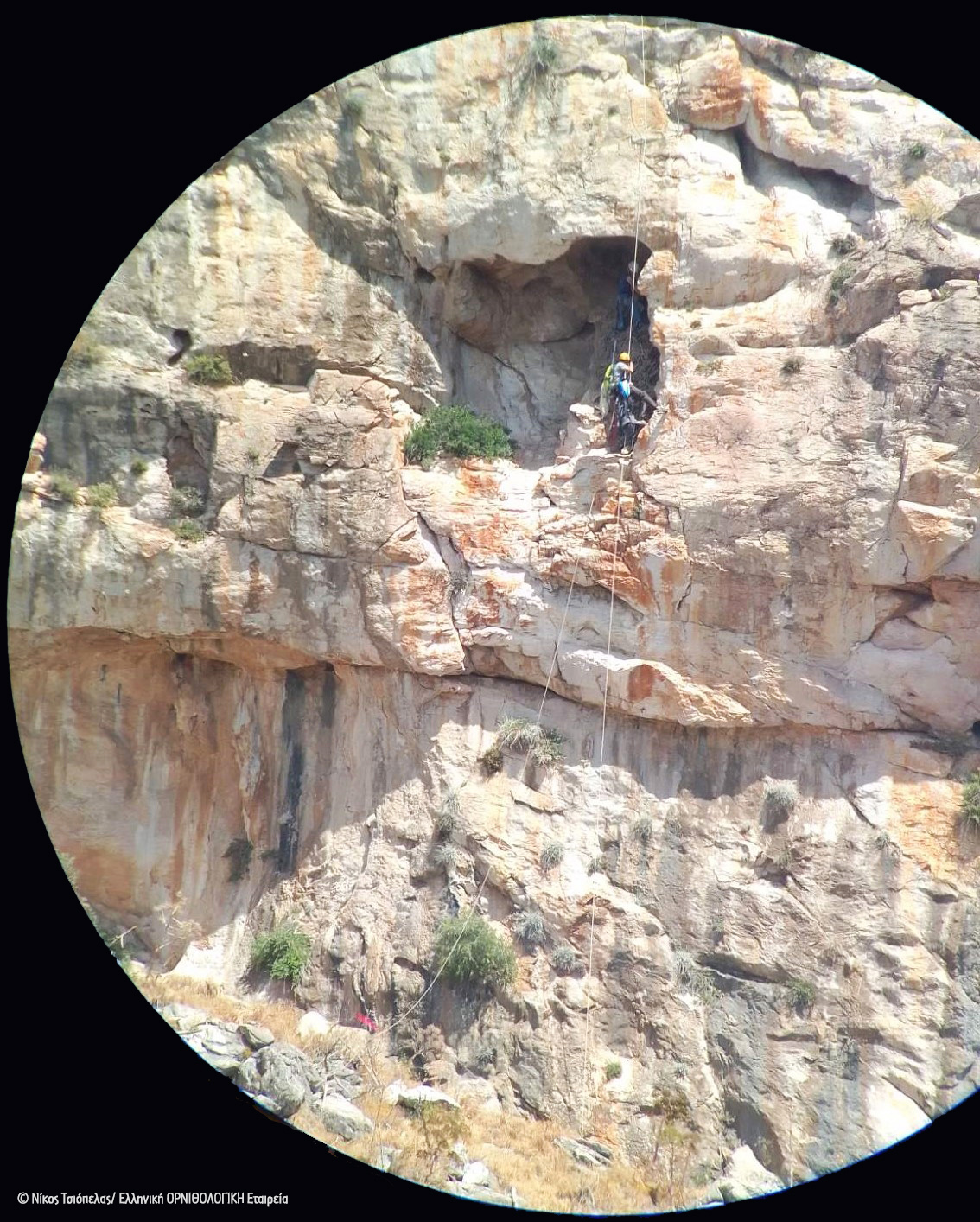 Spizaetos Tagging Sounio 062022 NTsiopelas 4 cr