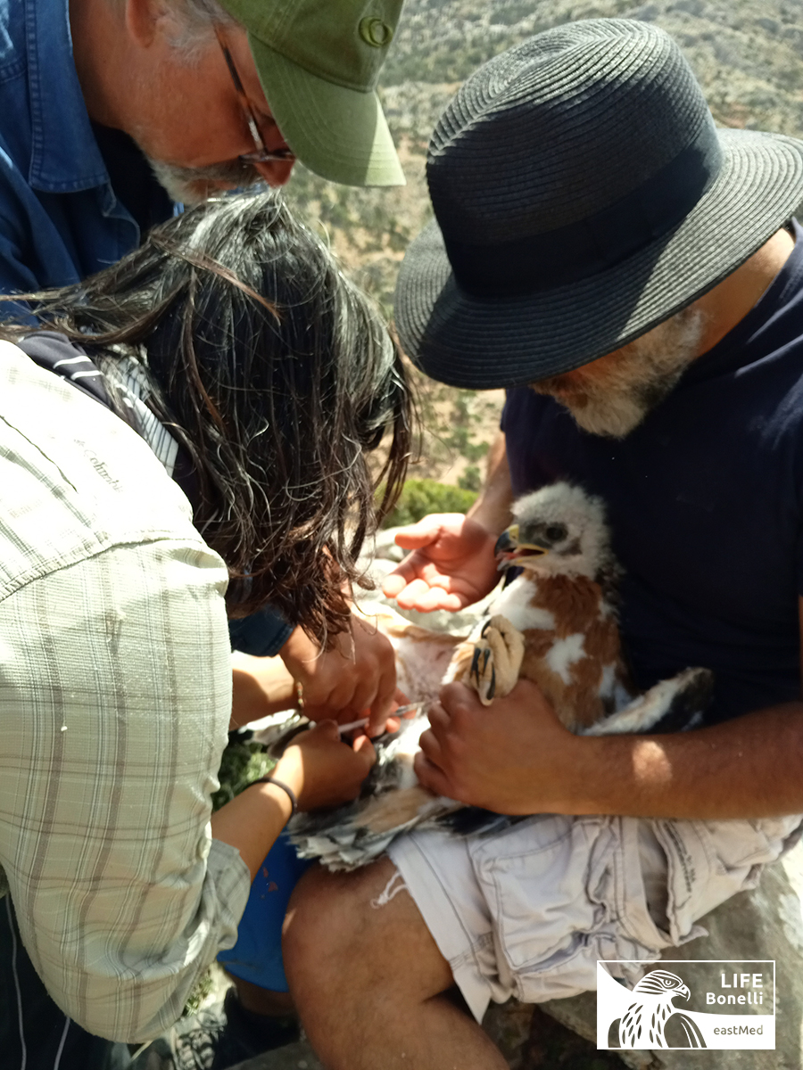 Tagging Crete NHMC April2022 4 fb