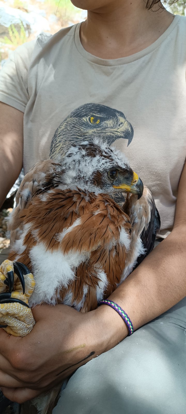 Tagging Rodos NHMC AspasiaAnagnostopoulou 4