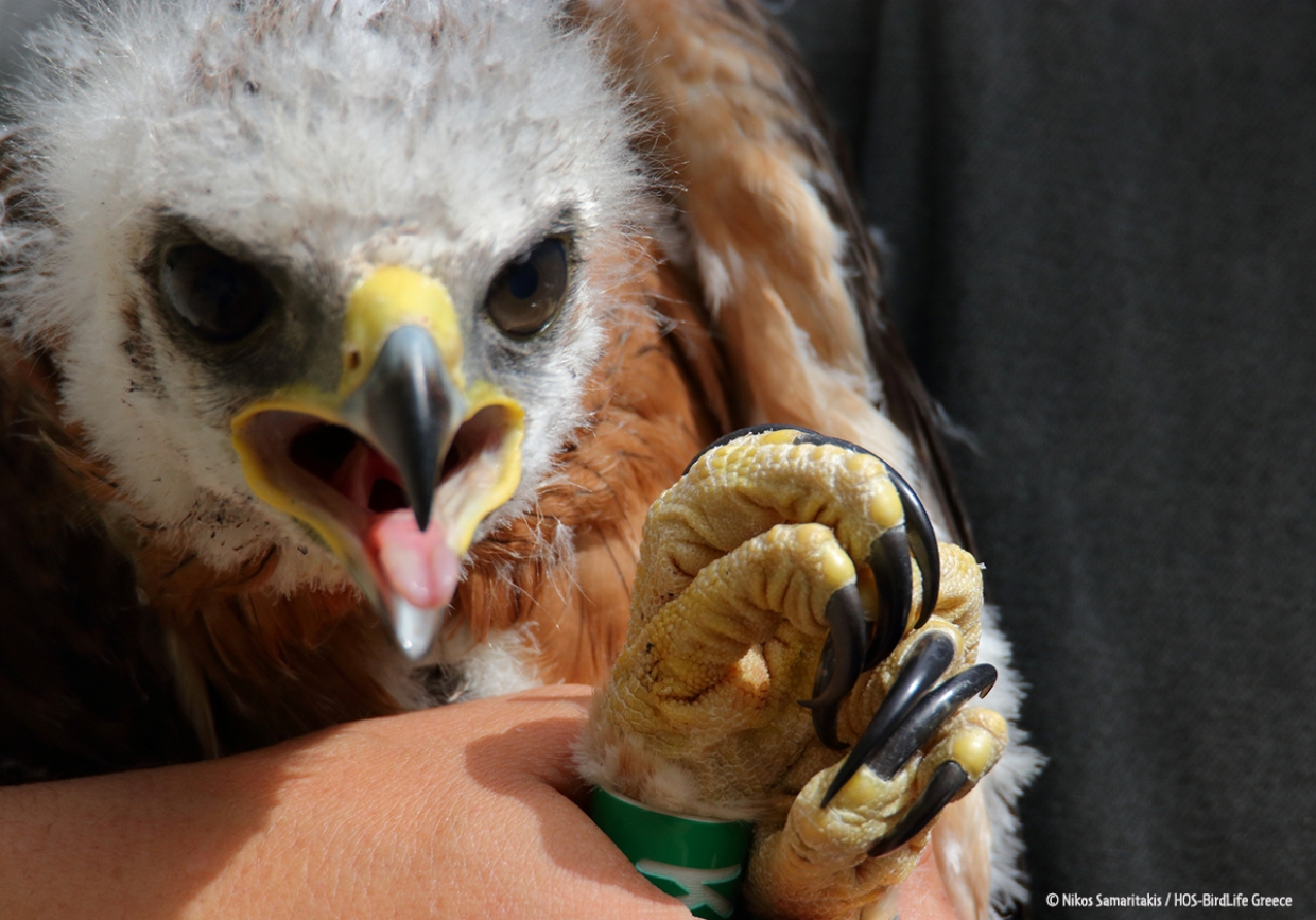 Tagging of the first Bonelli&rsquo;s Eagle of the season!