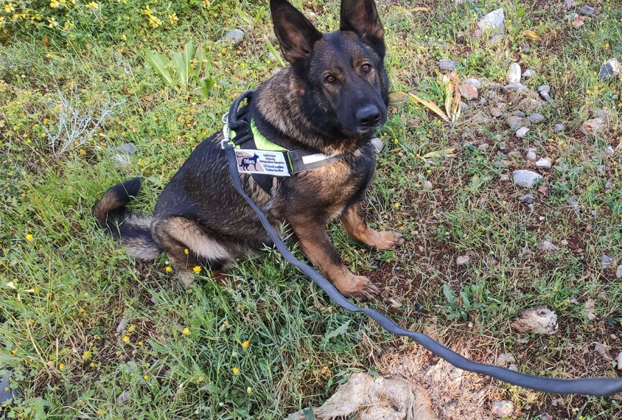 &Eta; &laquo;&Tau;&sigma;ί&kappa;&alpha;&raquo; &kappa;&alpha;&iota; &eta; &laquo;&Pi;ά&kappa;&alpha;&raquo; &sigma;&tau;&eta; &mu;ά&chi;&eta; &epsilon;&nu;ά&nu;&tau;&iota;&alpha; &sigma;&tau;&alpha; &delta;&eta;&lambda;&eta;&tau;&eta;&rho;&iota;&alpha;&sigma;&mu;έ&nu;&alpha; &delta;&omicron;&lambda;ώ&mu;&alpha;&tau;&alpha;