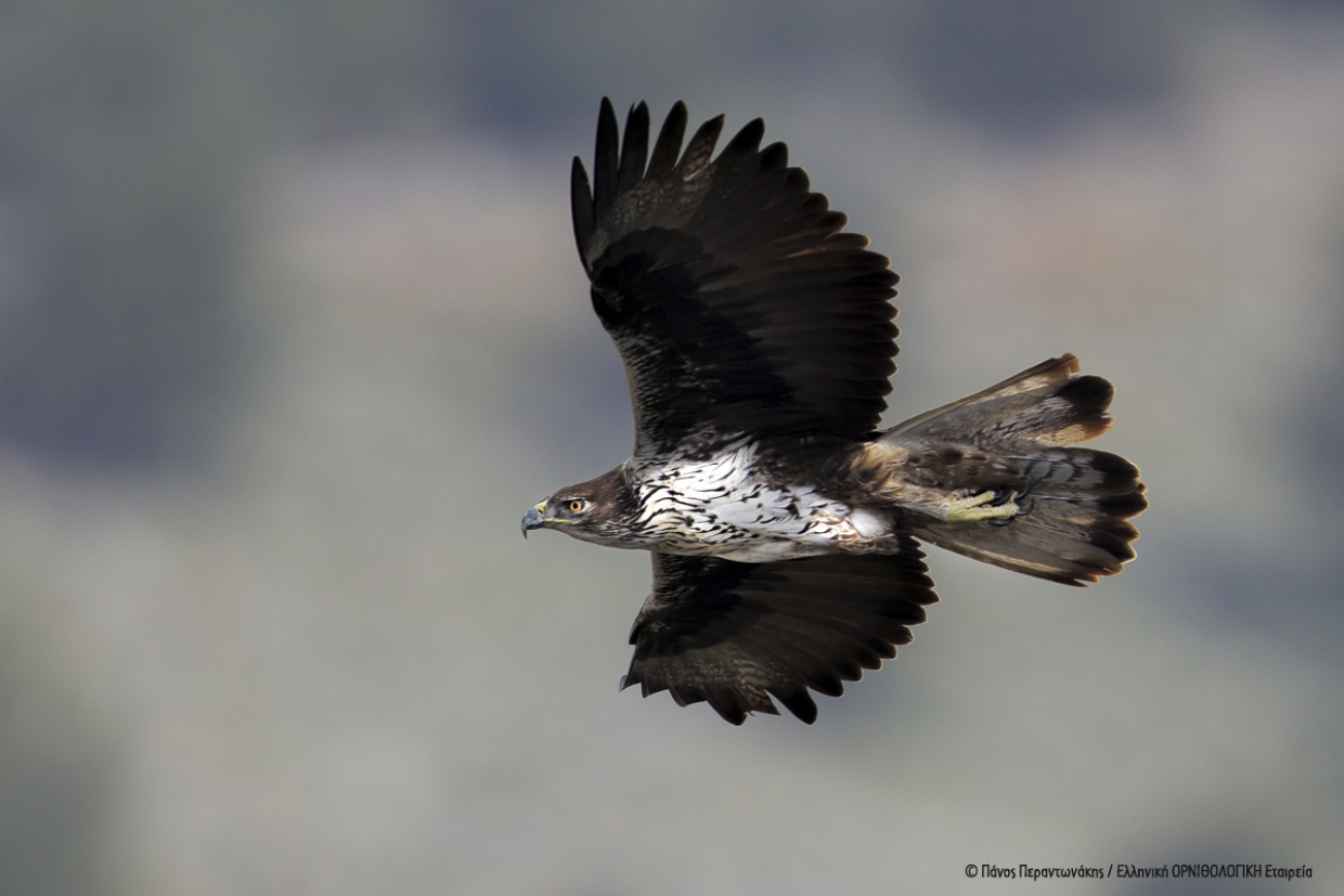 &Delta;&rho;ά&sigma;&epsilon;&iota;&sigmaf; &gamma;&iota;&alpha; &tau;&eta;&nu; &pi;&rho;&omicron;&sigma;&tau;&alpha;&sigma;ί&alpha; &tau;&omicron;&upsilon; &Sigma;&pi;&iota;&zeta;&alpha;&epsilon;&tau;&omicron;ύ &sigma;&tau;&eta; &Nu;ό&tau;&iota;&alpha; &Epsilon;ύ&beta;&omicron;&iota;&alpha;