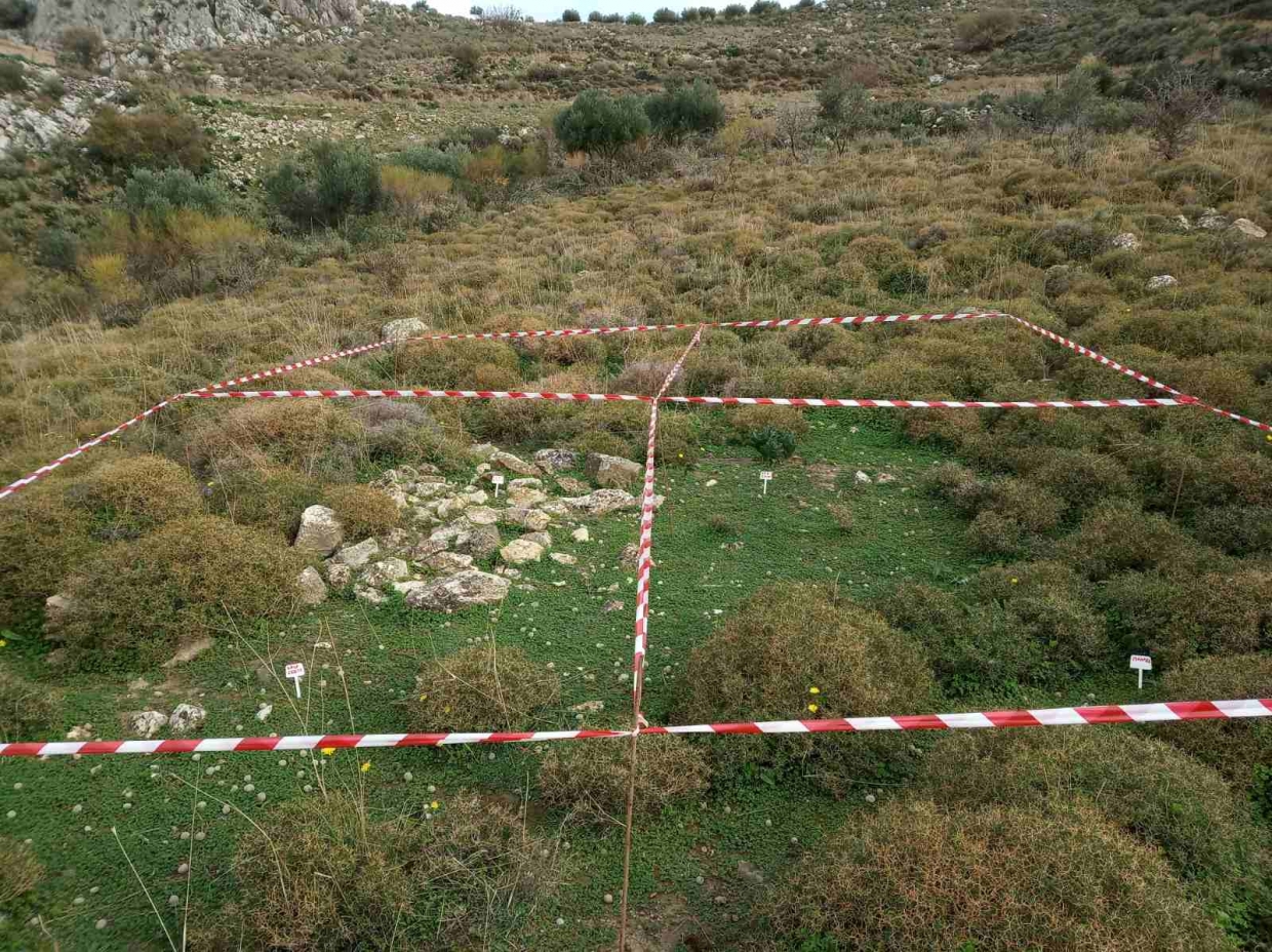 Sowing in benefit of the Bonelli's Eagle in Crete