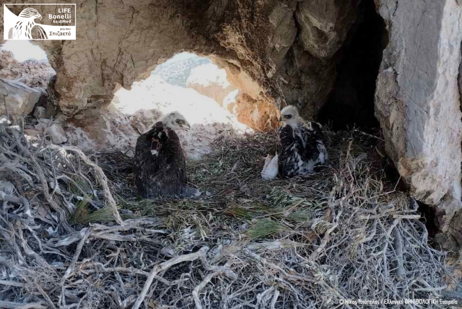 Ringing process of the new generation of Bonelli&rsquo;s Eagles in Attica