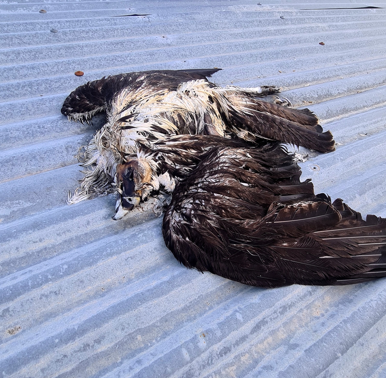 Dead Bonelli&rsquo;s Eagles from poisoning and shooting in Limassol: the culprit in justice