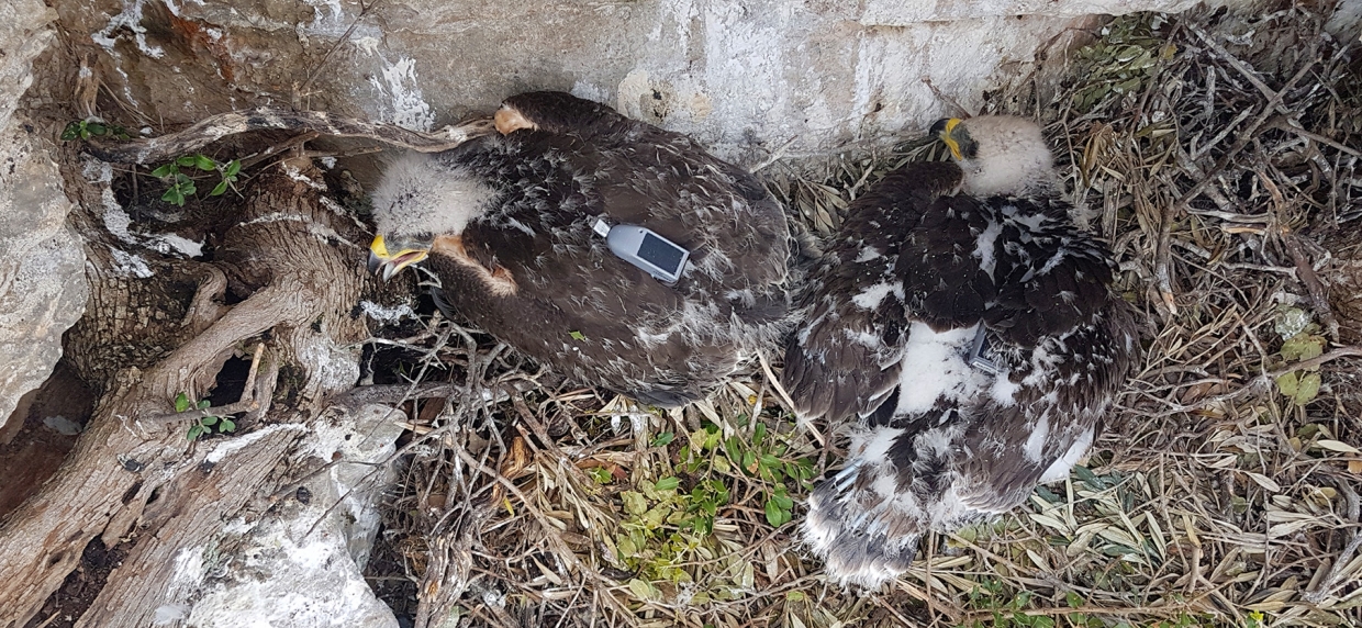 &Tau;&alpha; &mu;&epsilon;&gamma;ά&lambda;&alpha; &tau;&alpha;&xi;ί&delta;&iota;&alpha; &tau;&omicron;&upsilon; &ldquo;&Beta;ά&iota;&omicron;&upsilon;&rdquo;