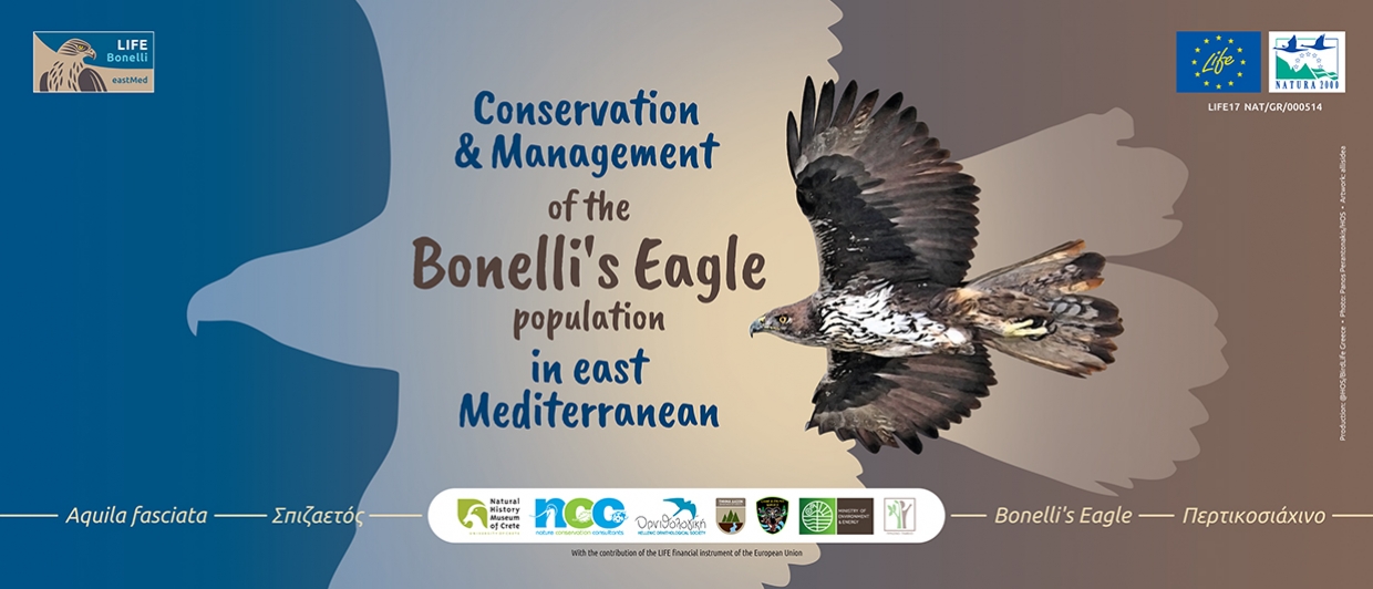 &Tau;&iota; &kappa;ά&nu;&epsilon;&iota; &tau;&omicron; &Pi;&rho;ό&gamma;&rho;&alpha;&mu;&mu;&alpha; LIFE Bonelli eastMed &gamma;&iota;&alpha; &tau;&omicron;&nu; &Sigma;&pi;&iota;&zeta;&alpha;&epsilon;&tau;ό