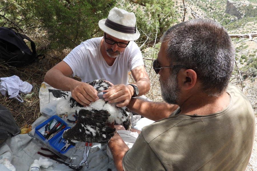 Crete&rsquo;s first ringed Bonelli&rsquo;s Eagles ready to leave nest