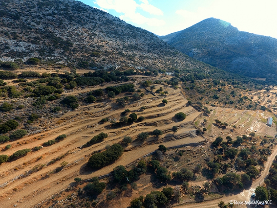 Sowing in benefit of the Bonelli's Eagle and the local biodiversity in Naxos island
